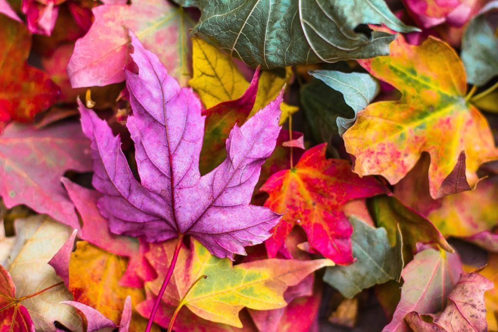 Best Time to See Fall Colours in Ottawa